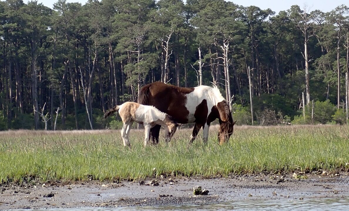 Chincoteague Pony and foal